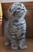 Image result for Baby Munchkin Kittens