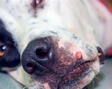 Image result for HPV in Dogs