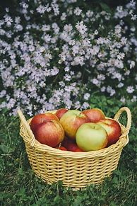 Image result for apples pick