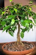 Image result for Ficus Benjamina Bonsai Tree