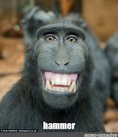 Image result for Monkey with Hammer Meme
