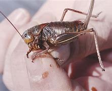 Image result for What Does Mormon Cricket Look Like as Babies