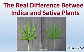Image result for Cannabis Indica Effects vs Sativa