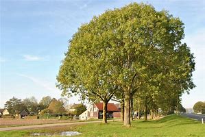 Image result for Fraxinus excelsior