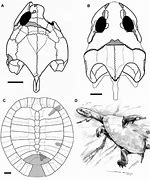 Image result for Erymnochelys Podocnemididae