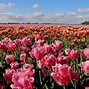 Image result for Netherlands National Flower