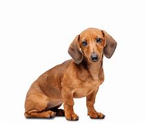 Image result for Cutest Wiener Dog in the World