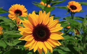 Image result for HelloBeautiful Sunflower Images