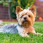 Image result for Best Calm Small Dog Breeds for Seniors
