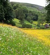 Image result for The Largest Wildflower