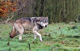 Image result for canis_lupus_occidentalis