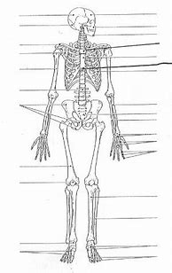 Image result for Real Human Skeleton