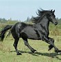 Image result for Best Breed of Horse