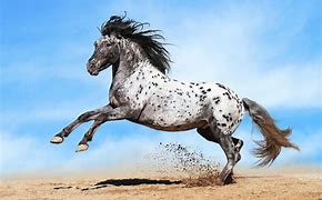 Image result for Beautiful Horse Breeds