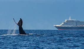 Image result for I Whale Ship