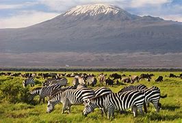 Image result for Amboseli National Park Safari