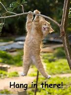 Image result for Funny Animals Hang in There