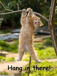 Image result for Hang in There Cat Poster 70s