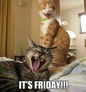 Image result for Happy Friday with Cats Meme