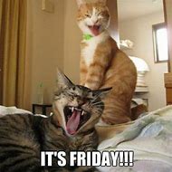 Image result for Happy Friday Kitten Meme