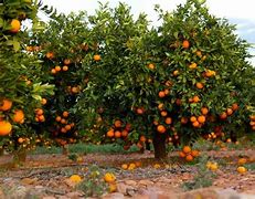 Image result for Orange Fruit Tree Orchard