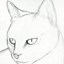 Image result for Draw Simple Cat Face