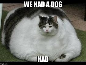 Image result for Fat Cat Meme