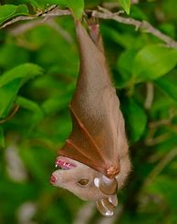 Image result for Epauletted Fruit Bat