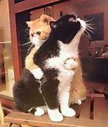 Image result for Funny Cat Hug