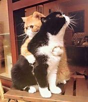 Image result for Cat Hug Funny