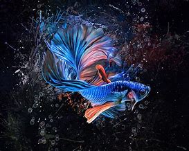 Image result for Fish Lens Artwork