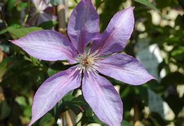 Image result for Clematis Dorothy Walton