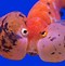 Image result for Goldfish Varieties List