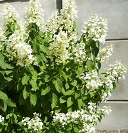 Image result for Hydrangea paniculata unique