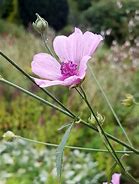 Image result for Althaea cannabina