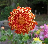 Image result for Incurve Chrysanthemum