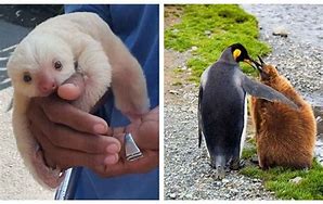 Image result for Precious Baby Animals