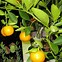 Image result for Mandarin Orange Tree Care
