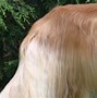 Image result for Afghan Hound Dog
