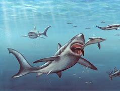 Image result for Megalodon Shark Still Exist