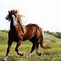 Image result for Beautiful Brown Horse Running