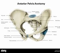 Image result for Pelvic Osteology Diagram