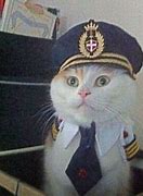 Image result for Captain Cat Meme