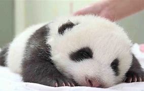 Image result for Panda Baby Polar Bear