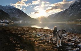 Image result for Cool Dog Alaska