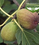 Ficus carica Brunswick-க்கான படிம முடிவு