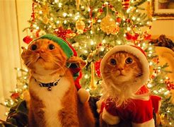 Image result for Cat Under Christmas Tree