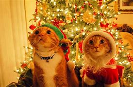 Image result for Happy Cat Face Holiday