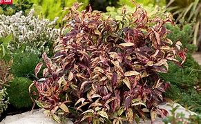 Image result for Leucothoe fontanesiana Makijaz