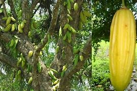 Image result for cuajulote